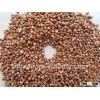 2012 crop sorghum wiht high quality for bird food