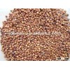 SUPERIOR red sorghum