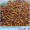 Grain Sorghum Yellow for Sale