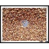 Hot Sale 2012 HQ Red Sorghum FOR SALE