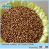 High Protein Bird Food