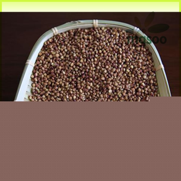Red or White Sorghum Grains
