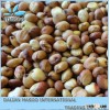 White Sorghum Bird Food and Seed