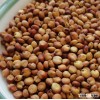 animal feed sorghum 2013 new grain