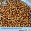sweet white sorghum No Fertilizer