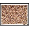 New Well Choose MP Red Sorghum bird feed