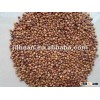 Pure red sorghum,new crop