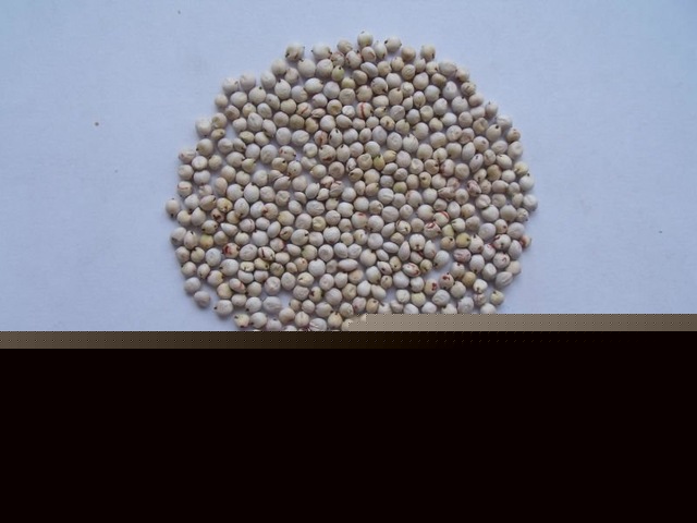 MC white sorghum for bird
