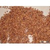 New corp red sorghum