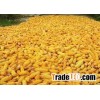 Bulk dried yellow corn