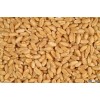 Organic Wheat Grain