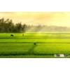 New Crop- Good Price- Fragrant Jasmine rice 5%broken- Vietnam original