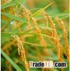 JASMINE 5% BROKEN - WHITE RICE - HIGH QUALITY