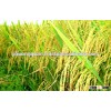 Fresh Vietnamese Long Grain White Rice-Newest crop 2014-2015( hieu.phuongquan@gmail.com)