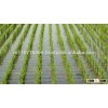 Vietnamese fragrant Jasmine rice 5%broken