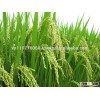 HIGH QUALITY- NEW CROP- JASMINE RICE 5% BROKEN- PHUONG QUAN MANUFAcTURER (vietanhsale@phuongquan.com