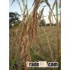 Vietnam Japonica rice with high quality and best price Skype sonainter4 hot hot hot