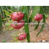 Taiwan fresh red dragon fruit