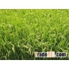 SUSHI RICE/ ROUND RICE- HIGH QUALITY RICE- CHEAPEST PRICE