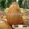 coconut supplier from pollachi