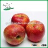 Qinguan Apples/Fresh Qinguan Apples/Delicious Qinguan Apples