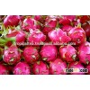 BEST PRICE DRAGON FRUIT IN VIETNAM