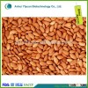organic food bitter apricot kernel medicine from Gansu of China