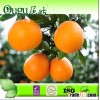 2014 Fresh navel orange