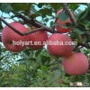 Hot sale fresh green apple prices