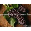 Superior quality Grape at wholesale price