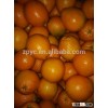 China navel orange