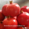 Farm Pomegranates/Anar /Fresh Pomegranates/Fresh Fruits!