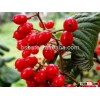 China High Quality Certified Organic Goji Berry
