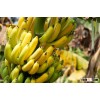 Banana - www.agriprices.com - Visit Us For Free Samples
