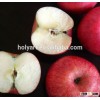 Hot sale gala apple
