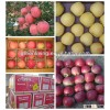 fresh golden delicious apple / fruit distributor / Aimee