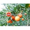 fresh red-pulp navle orange from China