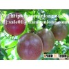 Supply Fresh Passion Fruit/ FROZEN PASSION FRUITS with BEST PRICE 2016