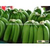Ecuador Fresh Green Bananas, Green Cavendish Bananas
