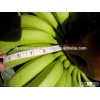 Fresh Cavendish Bananas /Green Bananas/Bananas/