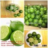 FRESH GREEN LEMON - GOOD QUALITY - VIET NAM