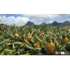 Fresh Pineapple - Wholesale Price - www.agriprices.com - Visit Site For Free Samples