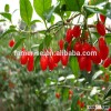 Wholesale organic bulk dried goji berry