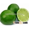 Seedless Fresh Lemon Vietnam Origin
