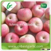China supplier fresh gala apple