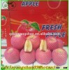 Wholesale price apple fruit from China/Fresh Apples
