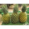 Fresh Pineapple