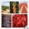 Qingdao Eurofins goji berry