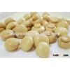 High quality Canned mushroom with best price for sale