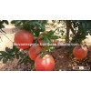 Pomegranates/Indian Anar/Fresh Fruits!